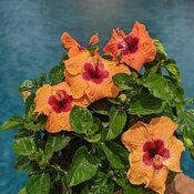 A lush tropical hibiscus filled with creamy orange blooms on Hollywood Disco Div