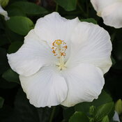 Close view of the bright white tropical hibiscus bloom on Hollywood Earth Angel.