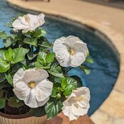 Four wide flat blooms on Hollywood Earth Angel tropical hibiscus.