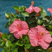 Wide medium pink flowers on Hollywood First Lady hibiscus.