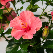 A cheerful bright pink flower on Hollywood First Lady tropical hibiscus. 