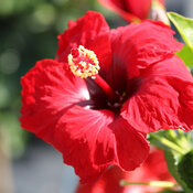 A bright cheerful red bloom on Hollywood Hot Shot tropical hibiscus. 