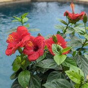 A cheerful bright red Hollywood Hot Shot tropical hibiscus flowering on a poolsi