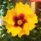 A very brightly colored ruffled tropical hibiscus bloom on Hollywood Rico Suave.