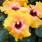 Buttery yellow tropical hibiscus flowers on Hollywood Social Butterfly.