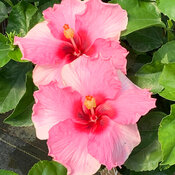 A close view of two pale pink blooms on Hollywood Trophy Wife hibiscus flowers.