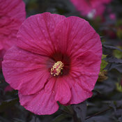 hibiscus_evening_rose_cjw18_6.jpg
