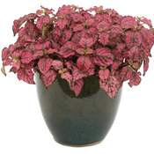 Polka Dot Plant - How to Grow Hypoestes