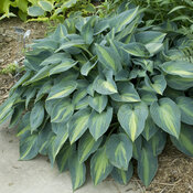 'June' - Hosta hybrid