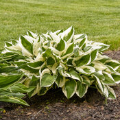 'Patriot' - Hosta hybrid