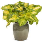 hosta_shadowlandr_etched_glass.jpg