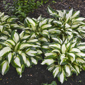 hosta_vulcan_0001_high_res.jpg