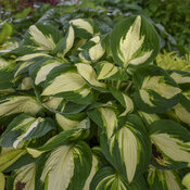 hosta_vulcan_0002_high_res.jpg