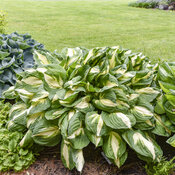 hosta_vulcan_0003_high_res.jpg