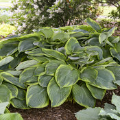 hosta_wu-la-la_apj22_1.jpg