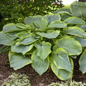 hosta_wu-la-la_apj22_4.jpg