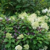 hydrangea_paniculata_bobo_dsc06543.jpg