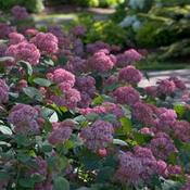 HydrangeaarbInvincibelleSpirit2769.jpg