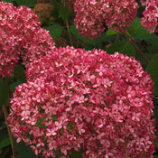 HydrangeaInvincibelleSpiritP4107567.jpg