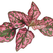 Hippo™ Rose - Polka Dot Plant - Hypoestes