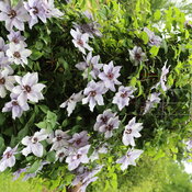 Still Waters clematis has purple petals and a red center.