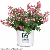 Infinitini® Brite Pink - Crapemyrtle - Lagerstroemia indica | Proven ...