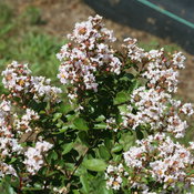 Infinitini® White - Crapemyrtle - Lagerstroemia indica