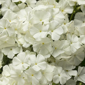 Intensia® White Imp 