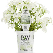 intensia_white_phlox_branded_container.jpg
