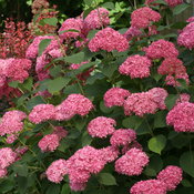 Invincibelle Spirit Hydrangea in landscape