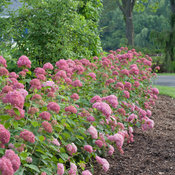 Invincibelle Spirit Hydrangea in landscape