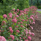 Invincibelle Spirit Hydrangea in landscape