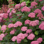 Invincibelle Spirit Hydrangea 