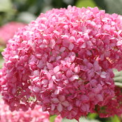 Invincibelle Spirit Hydrangea flower