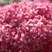 invincibelle_spirit_hydrangea_arb_img_2748.jpg