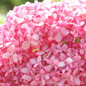 Invincibelle Spirit Hydrangea flower