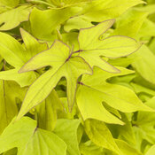 Sweet Caroline Upside™ Key Lime - Ornamental Sweet Potato Vine - Ipomoea batatas