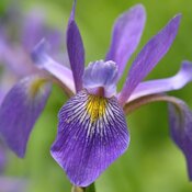 iris_purple_flame.jpg