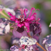 Jazz Hands Variegated Loropetalum