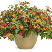 lantana_luscious_citrus_blend_improved_mono.jpg