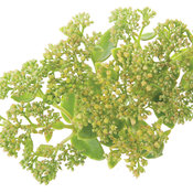 lemonjade_sedum.jpg