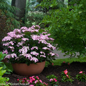 Let's Dance Starlight Hydrangea