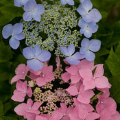 Let's Dance Starlight hydrangea