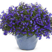 lobelia_lucia_dark_blue_02.jpg