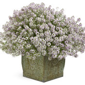 Blushing Princess® - Sweet Alyssum - Lobularia hybrid