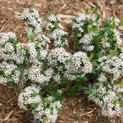 Low Scape Mound Chokeberry Blooming in the Landscape