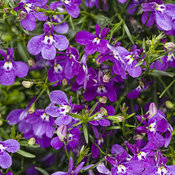 Laguna® Ultraviolet™ - Lobelia erinus