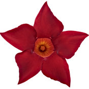 mandevilla_deep_red_01.jpg