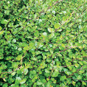 Small Leaf - Creeping Wire Vine - Muehlenbeckia axillaris