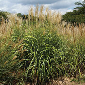 My Fair Maiden - Japanese Silver Grass, Maiden Grass